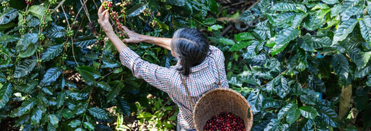 Beyond the Organic Label: What Really Makes Coffee Sustainable - Motif Roasters