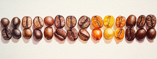 Coffee Roast Profiles & Processing: A Flavor Guide - Motif Roasters