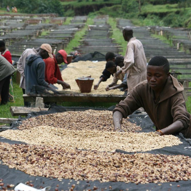 Moontides #6 Burundi, Honey Process Kibingo - Motif Roasters